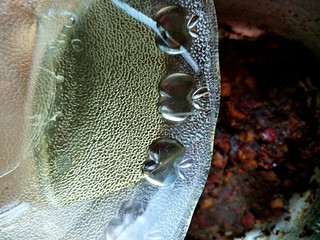 7、#家有烤箱#＋低卡红枣糕,倒入玉米油继续搅拌