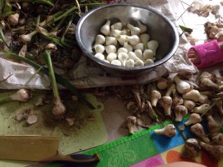 1、家庭腌糖蒜,将买来的蒜扒皮，切梗。皮多扒下去几层，防止不入味。