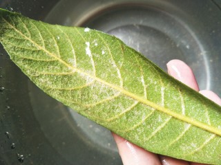 4、枇杷叶冰糖雪梨水,用刷子把枇杷叶背后的绒毛刷干净