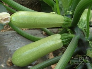 1、凉拌生瓜,生瓜一个，忘记拍照了，借用土巴兔的图片说明一下瓜的样子。