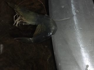 4、家庭版蟹煲,大虾开背去肠