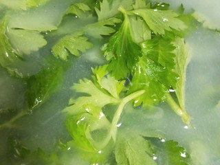 2、健康营养芹菜叶醋拌木耳,先用淘米水浸泡一会。