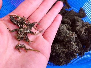 2、田艾印粿,挑出较粗的根。