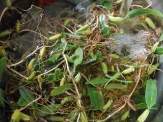 2、石橄榄猪肺汤,将石橄榄加水泡一会，清洗干净。换水在清洗至水清就可以了