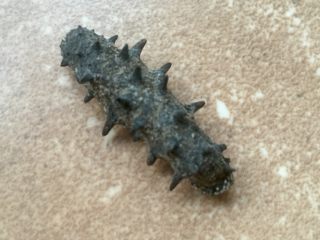 1、小米辽参粥,干辽参的发制：晚上将干辽参放入100度纯净热水的保温杯里焖泡，第二天取出清洗干净内脏，然后放入0-4度的纯净水里浸泡，可以放置冰箱里冷藏，约一天的时间随时待用。