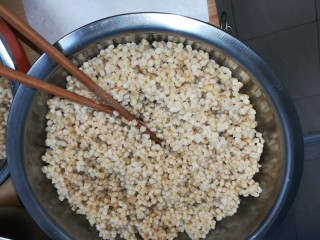 4、酒麸,将煮或蒸熟的麦仁摊开晾凉,一定要凉透,手摸上去感觉不到温度为止,如果有案板可以摊在案板上晾,不时翻动一下。(如果没有晾凉,做出来的酒麸会发酸、影响口感)