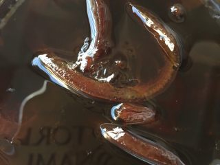 8、柠檬膏,晾凉用密封罐装好，想喝的时候用勺子舀一勺，用温开水冲服