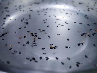 7、香爽红糖冰粉,这个时候冰粉处于半凝固状态，撒入的芝麻会均匀分布在冰粉中！后面吃起来特别好，口感均匀！