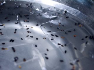 14、香爽红糖冰粉,冰粉冰镇后取出用刀将其划成小块！