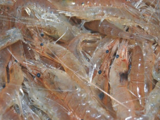 1、芥末汁白米虾,活白米虾洗干净