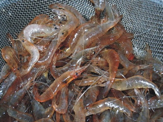 2、芥末汁白米虾,沥干水份