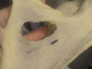 7、超软豆沙面包圈—家庭手作小点心,大概十分钟后到扩展阶段。这个面团实在是太小了，我全程用一档。(撑开有膜开头呈锯齿状。)