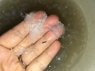 2、姜汁冰糖炖燕窝,泡好的燕窝挑出细毛