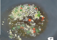 6、14图轻松打造节日餐桌家宴菜——【开屏鲈鱼】,炒锅加热，入油烧至五成热，放入蒜末、辣椒碎炒香。