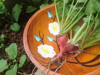 1、一碗面条+味增拉面,从土里刚扯出来的樱桃萝卜,也可以去市场买