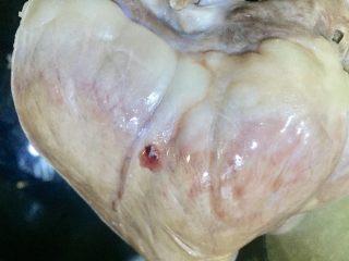 8、拌花心,中途需要翻面煮猪心，可以用筷子插入的方式试一下煮好没有，插入后有血水溢出则还没有熟透