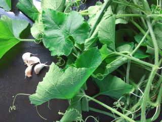 1、清炒南瓜苗,准备好蒜瓣和南瓜苗。南瓜苗有藤、茎、叶、须，一般选择比较嫩的尖端部位。