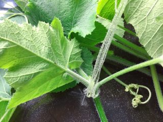 2、清炒南瓜苗,南瓜藤表面有一层细细的有点刺手的绒毛，给人比较粗糙的感觉，须先将藤上老皮剥干净，要一点一点把外面那层外皮剥下来，一定要剥干净，口感才好而嫩。