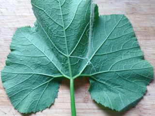 3、清炒南瓜苗,把叶茎从主藤撕下，叶柄也要如同主藤一样处理，剥去外层的筋络，南瓜叶面上的筋络也要撕去。