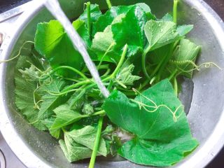 4、清炒南瓜苗,在水龙头下冲洗干净。可在南瓜叶上撒少许盐，轻轻搓揉几下，可除去叶片表面的茸毛了。