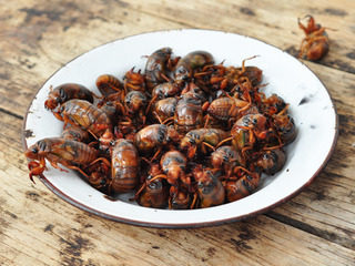 2、香辣知了猴,知了猴用盐水泡一会，清洗干净，用刷子把肚子那里刷干净