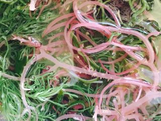 1、凉拌石花菜,先提前将石花菜洗净用40度温水泡两个小时