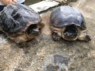 1、#咸味#鳄鱼龟石斛汤,认识一下鳄鱼龟长这样！