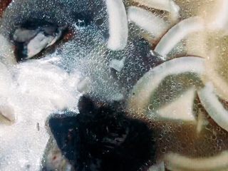 6、椰王乌鸡汤,煲煮两个小时后关火，开盖加入适量的盐调味