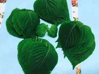 1、苏子叶糯米糍,新鲜的苏子叶 清洗干净 备用