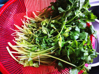 1、香芹水饺,香芹摘洗干净，香芹长得长度与韭菜差不多长，只需要去掉底根和不好的叶子，放在一边控去多余的水分，