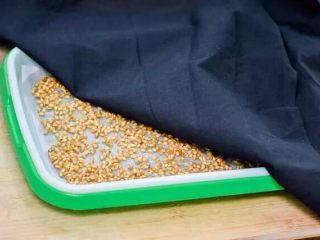 3、左三圈，右三圈——麦芽糖制作大图解,网格上铺一张纸。小麦平铺好，盖上深色布。放在阴凉。布需要事先浸湿。深色布可以让小麦发芽不变绿。