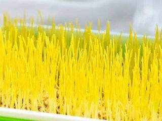 5、左三圈，右三圈——麦芽糖制作大图解,5天后，麦子发芽，长成4厘米左右。不需要长太大，长出真叶就不太好用了。