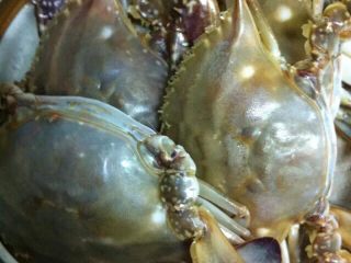 1、姜葱炒蟹,梭子蟹用小刷子仔细擦洗干净后切块