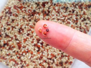 2、春日沙拉,第二天就会冒出可爱小芽。不浸泡直接煮也可以，发芽的藜麦营养价值更高。