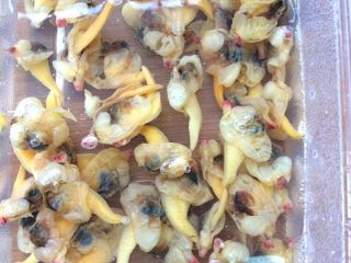 4、白玉菇蒜苔炒蚬子肉,蚬子肉用清水浸泡一会儿