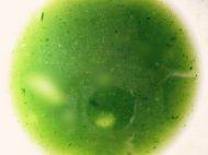 1、翠衣蒸包,把菠菜打成汁。