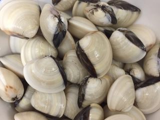 4、家庭自制火锅,河贝烫的时候要用漏勺，开壳了就吃，掉汤底就不好捞了！