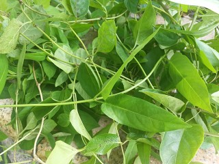 1、药膳美食之一一鸡屎藤糍粑,新鲜采摘回来的野生鸡屎藤，没有采摘到的，也可以网上购买。量多量少没所谓，想功效好一些，加多点无妨，鸡屎藤没有副作用的。