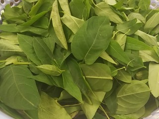 2、药膳美食之一一鸡屎藤糍粑,摘下叶子。