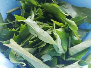 3、药膳美食之一一鸡屎藤糍粑,用清水洗干净叶子备用。