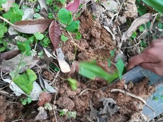 1、#时令菜#清香开胃的折耳根凉拌橙皮,看,这是我自己种的鱼腥草哦,它们刚刚才冒出土来,绝对是最新鲜,最纯天然的。