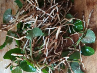 3、#时令菜#清香开胃的折耳根凉拌橙皮,洗净,摘净的折耳根