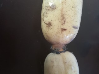 1、请客最hold住场面的凉菜，凉拌莲藕,莲藕，据说细长的口感更好哦，我喜欢像这样肥胖的，哈哈。