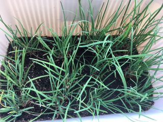 1、韭菜盒子,心中的那一亩田