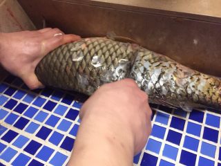 1、#菌类料理#白玉菇什锦鱼头汤,宰杀活鱼，去肚去腮去鱼鳞