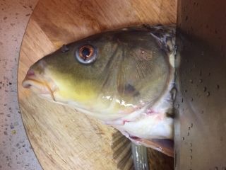 3、#菌类料理#白玉菇什锦鱼头汤,合适的位置剁鱼头