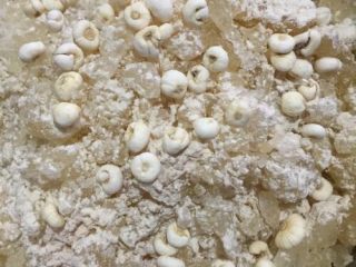 2、川贝陈皮炖柠檬,川贝、陈皮用清水洗干净，晾干（或用烤箱烘干，注意火候），打粉备用