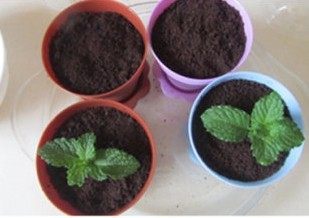 24、爆红的甜品---盆栽芝士蛋糕, 将奥利奥饼干放在花盆上面，上面插上薄荷叶；