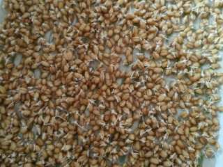 2、青汁,大概两天种子小芽长出来拿掉上面的纸，这时候下面盘子加水就可以了！因为种子根已经长到下面了！