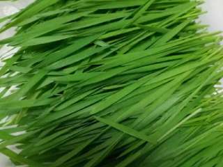 8、青汁,长到10厘米就可以榨汁了！